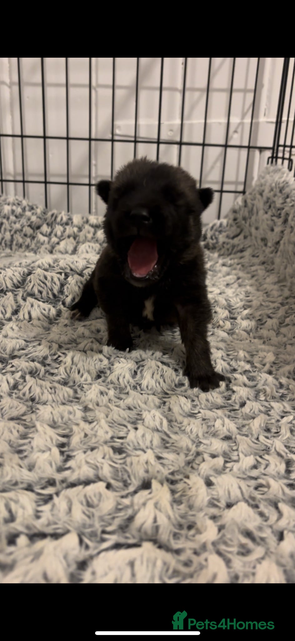 Mixed Breed dogs 6 weeks old Mali x Akita pups! - Advert 13