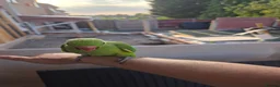 Ringnecks birds for sale: Hand-Reared Baby Indian Ringnecks for Sale  - Advert 8