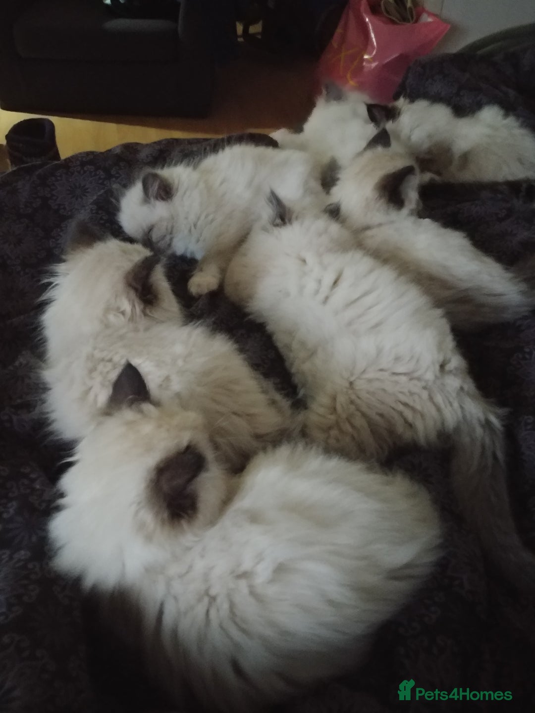 Ragdoll cats for stud: GCCF Active Register Seal Point Awesome Ragdoll in Luton - Image 15