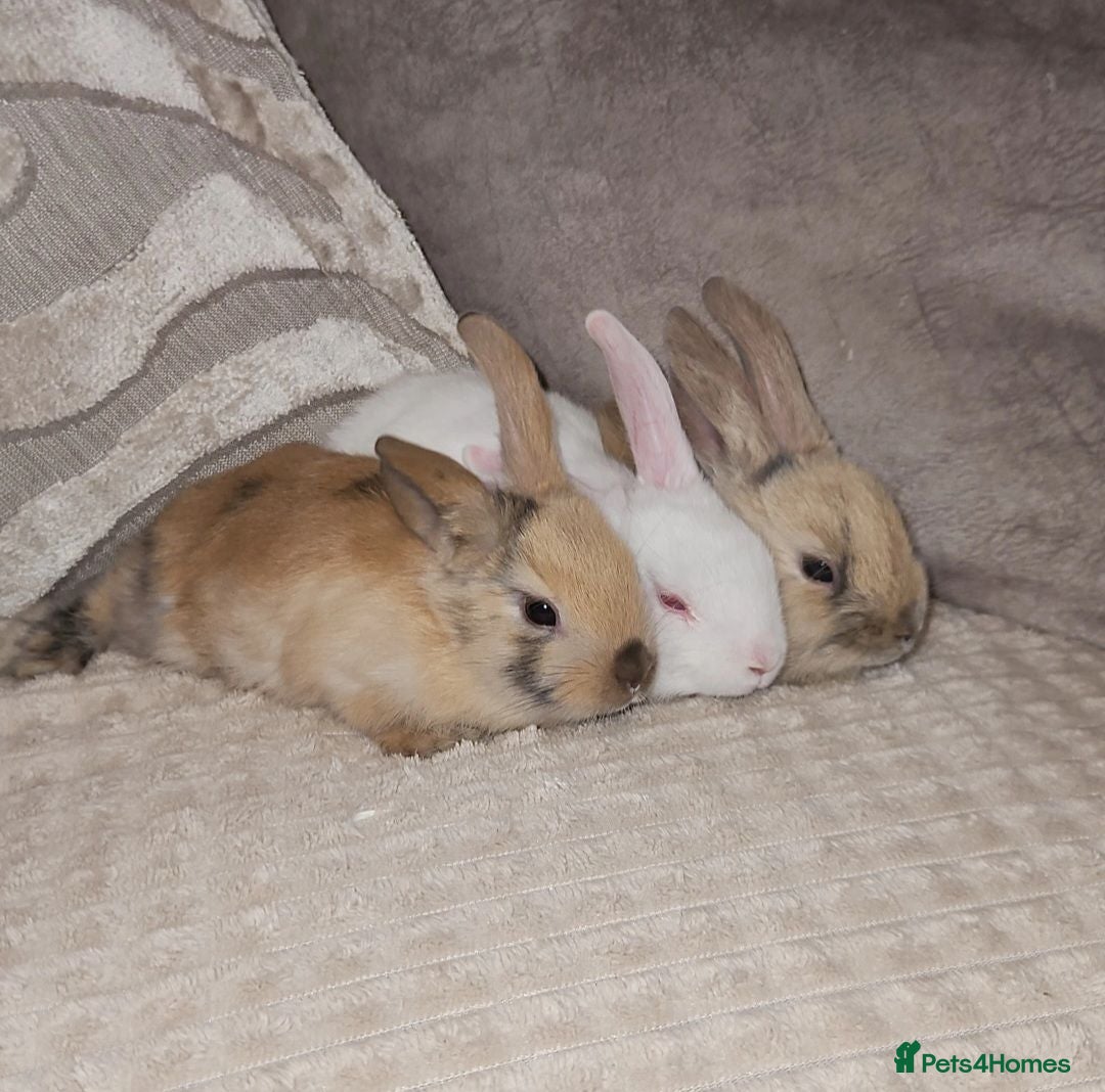 Mini Lop rabbits Mini lop bunnies - Advert 1