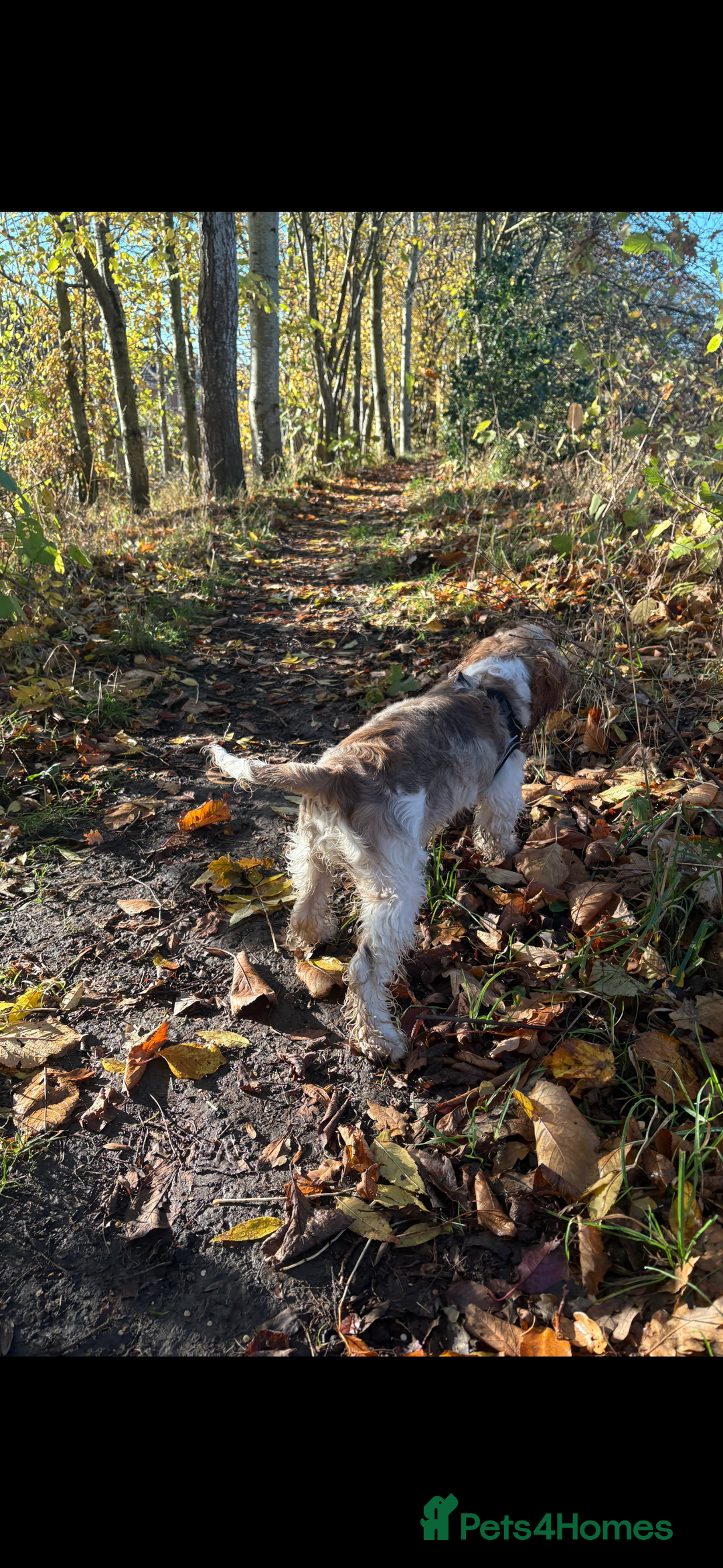 Cocker Spaniel dogs for sale: Kc 5 month old show cocker spaniel girl - Advert 7