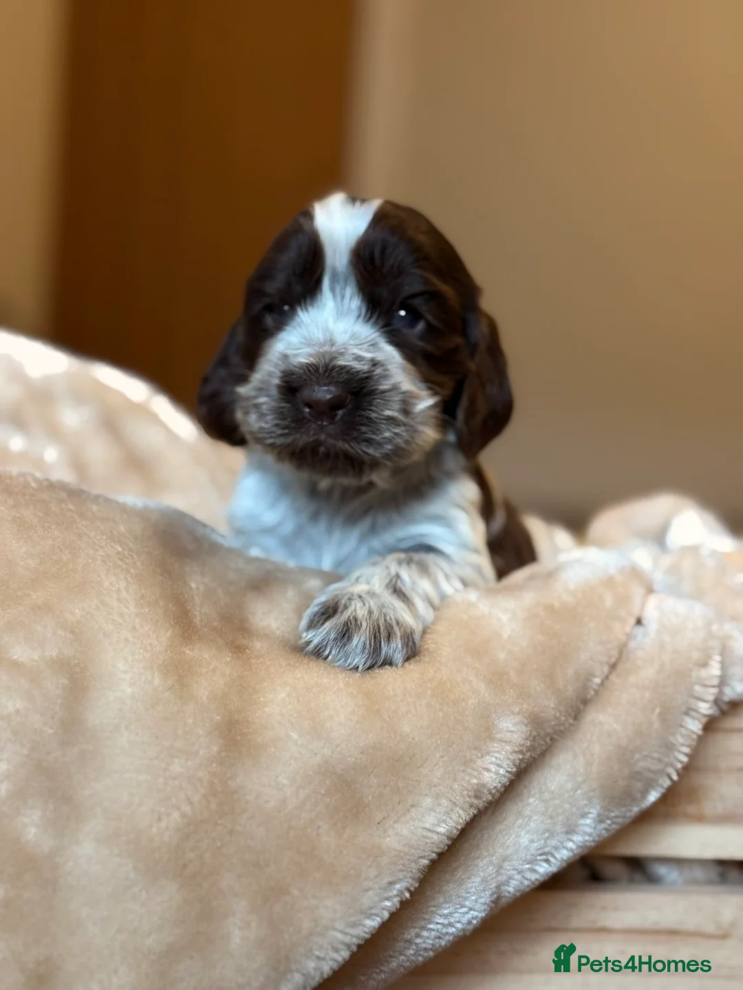 Cocker Spaniel dogs for sale: Show type cocker spaniels  - Advert 21