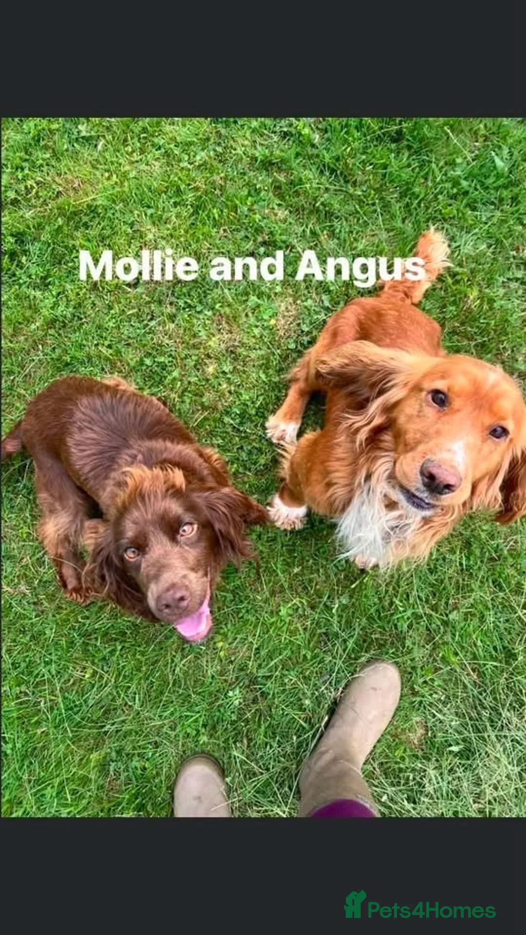 Cocker Spaniel dogs for sale: Working cocker spaniel puppies  - Advert 2