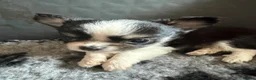 Chihuahua dogs for sale: Stunning litter of 4 long coat chihuahuas  - Advert 15