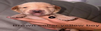 Yellow boy (brown collar)