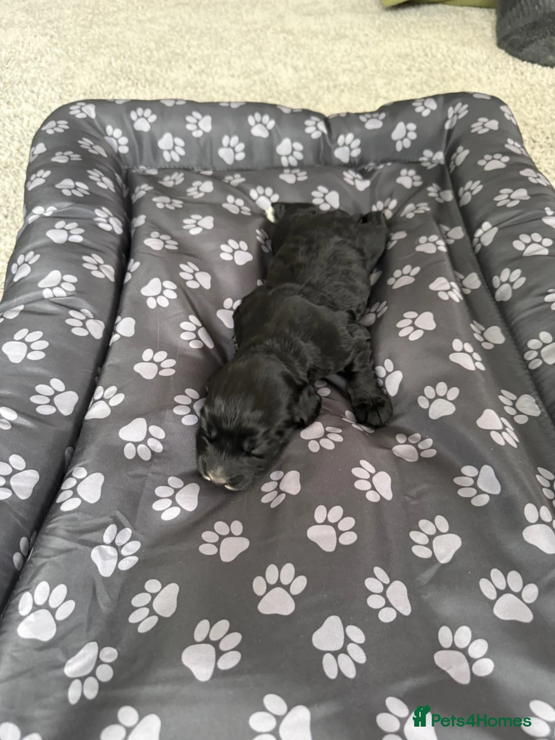 Cocker Spaniel dogs for sale: Working Cocker Spaniels in Mold - Advert 2