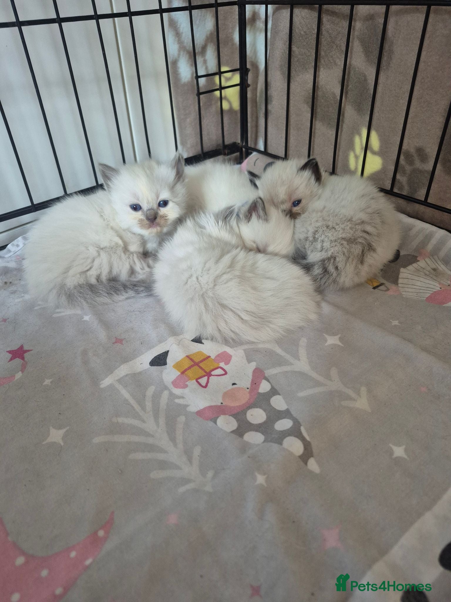Ragdoll cats Blue point/ seal point Ragdoll kittens  - Advert 12