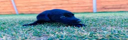 Labrador Retriever dogs for sale: KC Registered Labrador Puppies 🐾🐾🐾 - Advert 12