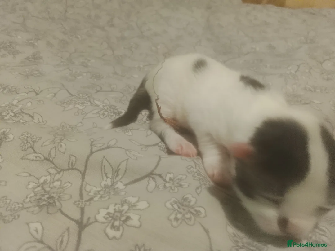 Mixed Breed cats for sale: 2 beautiful kittens lovely colors 1 boy one girl  in Nottingham - Advert 7