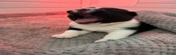 Mixed Breed dogs for sale: Mother is akita x staff father is full Akita - Advert 31