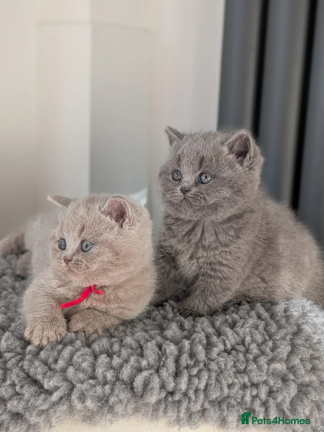 British Shorthair cats for stud: GCCF / Tica Stud Champion  in Derby - Advert 9