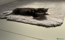 Mixed Breed cats for sale: British short/long hair x kittens ready to go  - Image 10