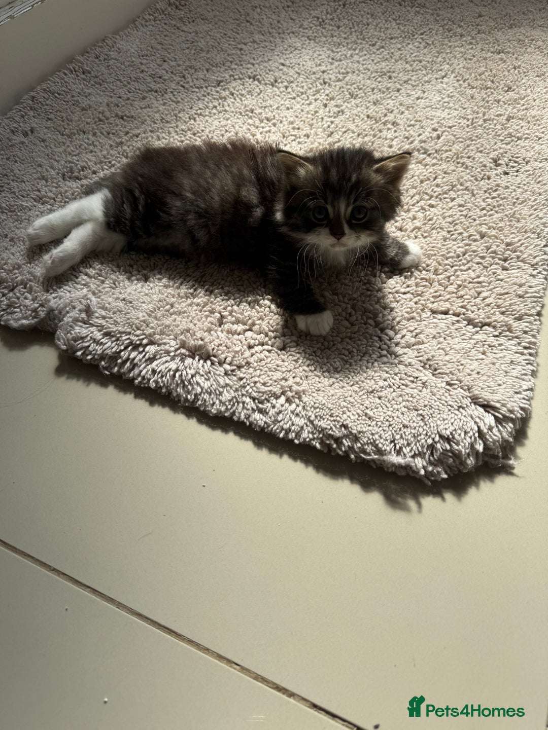 Mixed Breed cats for sale: British short/long hair x kittens ready to go  - Image 10