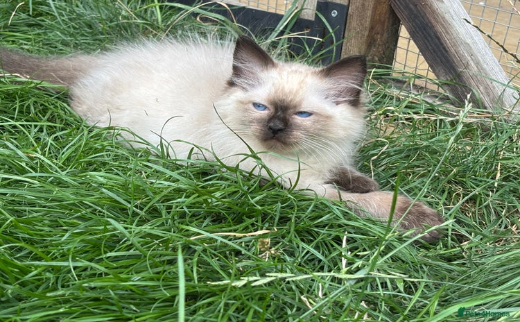 Ragdoll cats - Advert 11