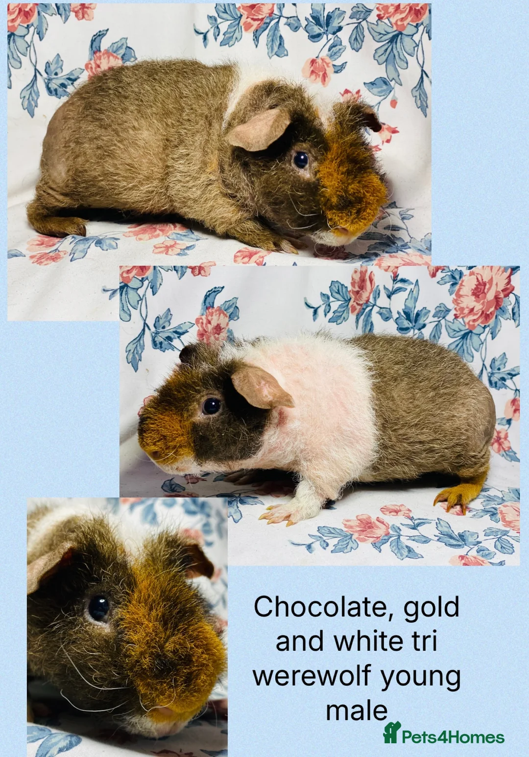 Guinea Pig rodents for sale: Pair of stunning skinny and werewolf young boys - Advert 12