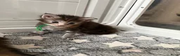 Maine Coon cats for sale: XL Red & White &  black smoke Maine Coon kittens  - Advert 16