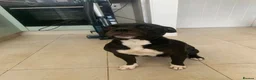 Staffordshire Bull Terrier dogs for sale: Staffordshire bull terriers for sale  - Advert 32