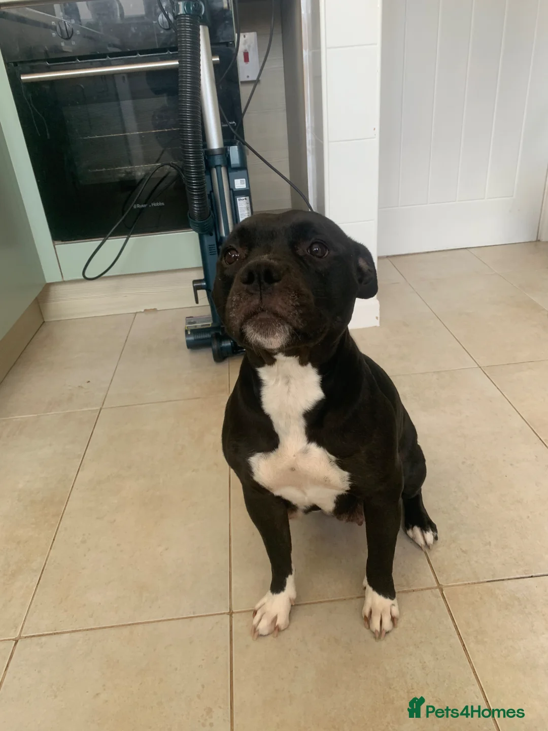 Staffordshire Bull Terrier dogs for sale: Staffordshire bull terriers for sale  - Advert 32