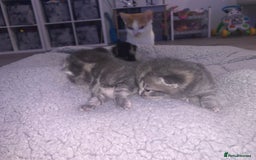 Domestic Shorthair cats for sale: Beautiful kittens  - Image 4