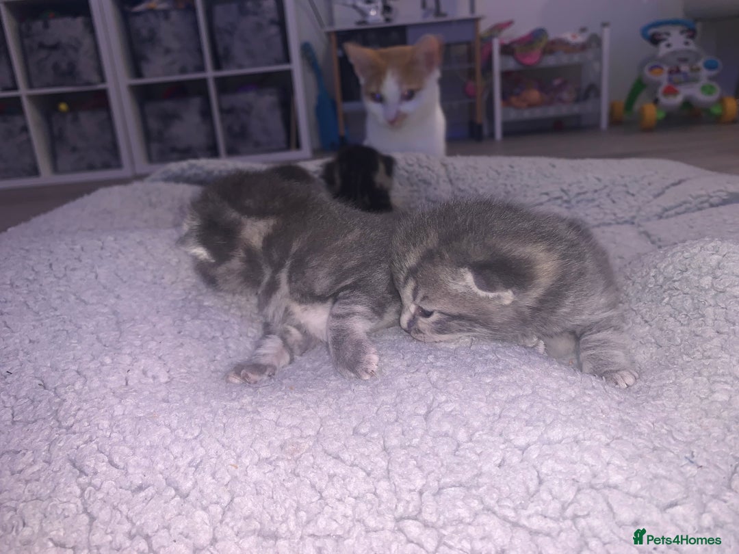 Domestic Shorthair cats for sale: Beautiful kittens  - Image 4