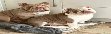 English Bulldog Bruno