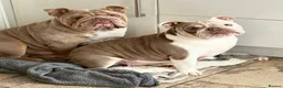 English Bulldog dogs for sale: 🐾 Bruno & Betty  - Advert 3