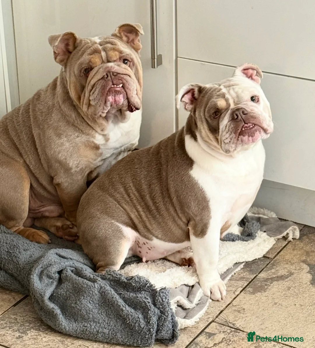 English Bulldog dogs for sale: 🐾 Bruno & Betty  - Advert 3