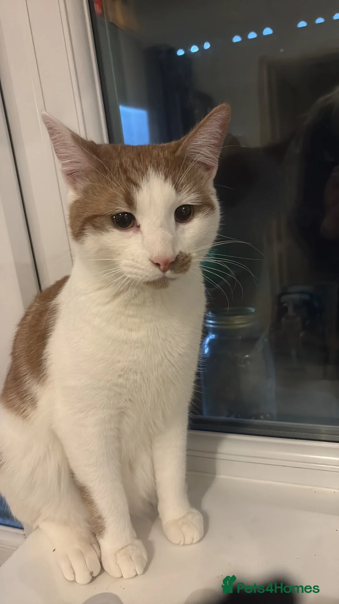 Domestic Shorthair cats for sale: Freddie in Ellesmere Port - Advert 7