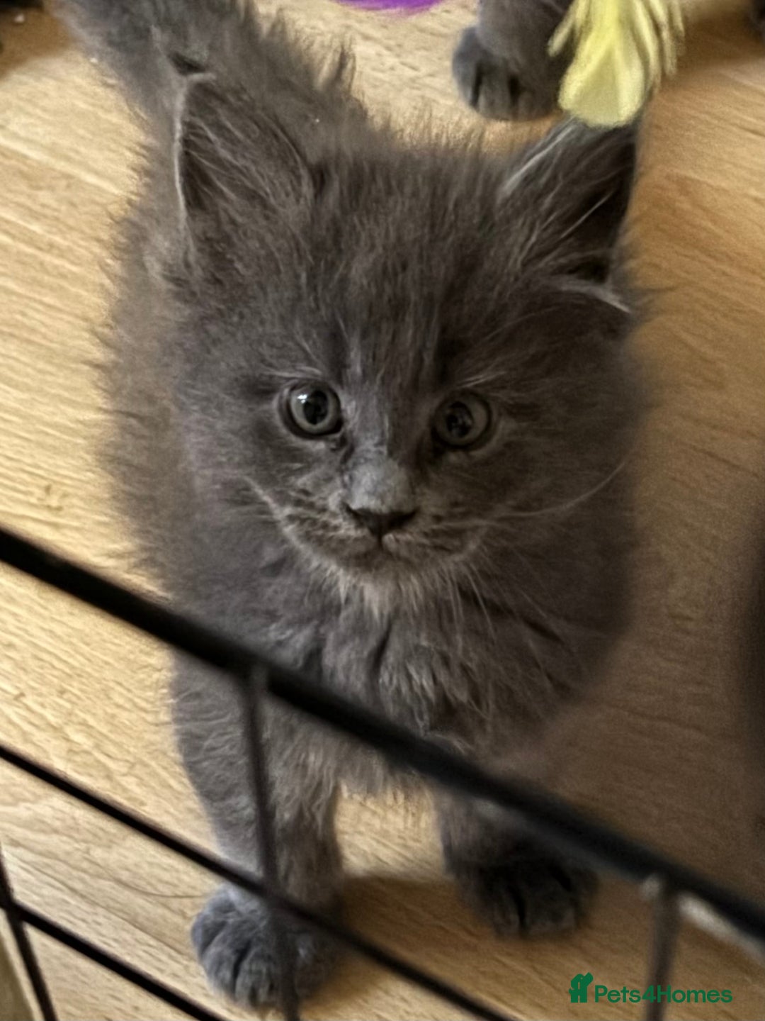 Maine Coon cats for sale: Gccf reg Maine coon kittens - Image 9