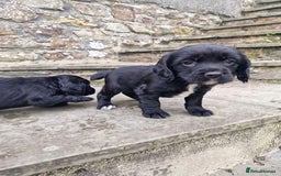 Sprocker dogs for sale: Female Sprocker Puppies - Image 2