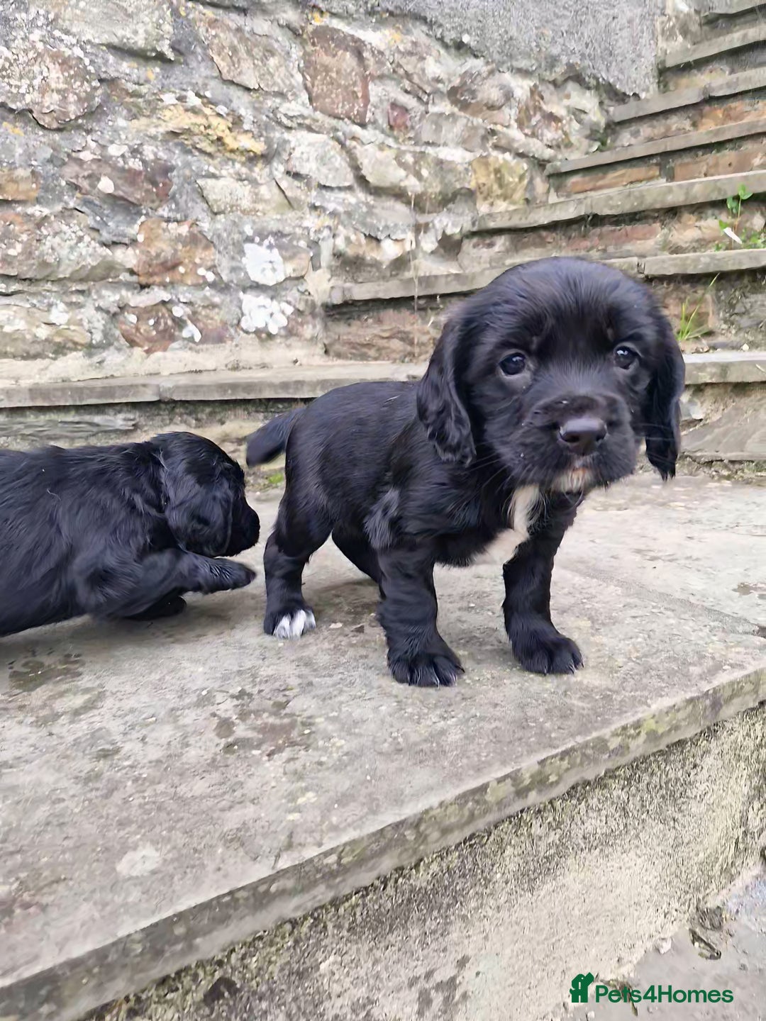 Sprocker dogs for sale: Female Sprocker Puppies - Image 2