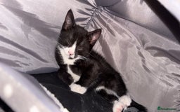 Mixed Breed cats for sale: Two Male Kittens For Rehoming - Image 2