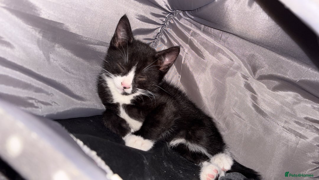 Mixed Breed cats for sale: Two Male Kittens For Rehoming - Image 2