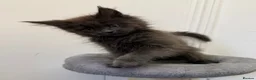 Maine Coon cats for sale: Pedigree GCCF Russian Kazakhstan import line - Advert 18