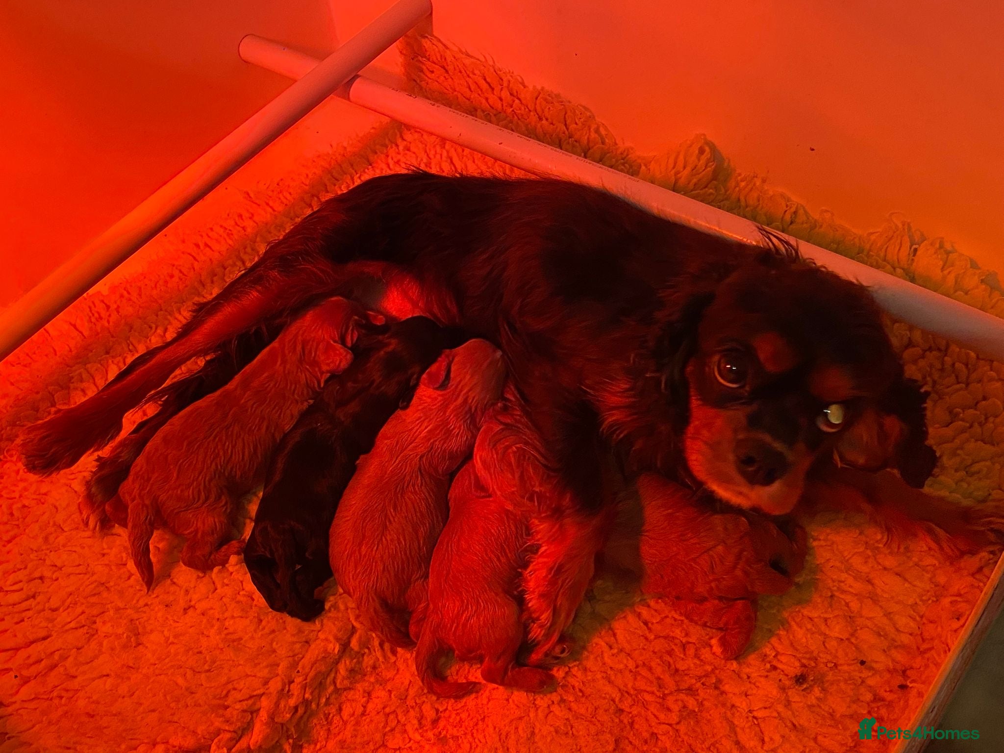 Cavapoo dogs F1 cavapoo 4 girls 1 boy - Advert 1