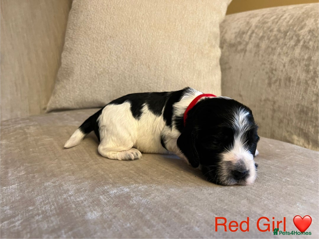 Cocker Spaniel dogs for sale: Show Cocker Spaniel Puppies For Sale - Image 3