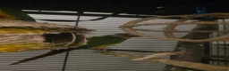 Conures birds for sale: Pair of young conures  - Advert 4