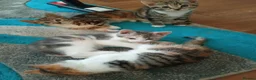 Mixed Breed cats for sale: Kittens for sale - Advert 18