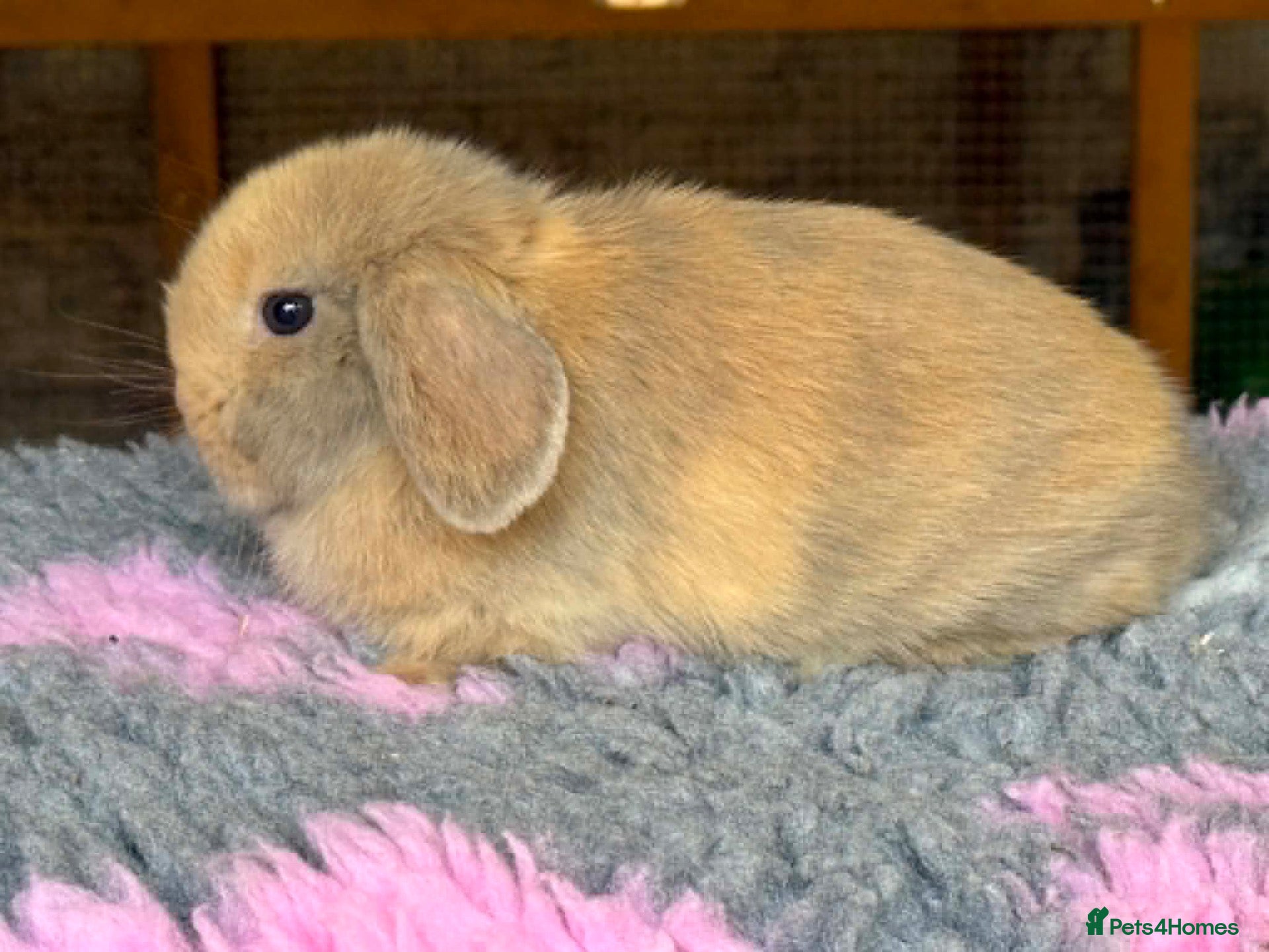 Mini Lop rabbits Stunning Mini Lop girl Ready to Leave now - Advert 1