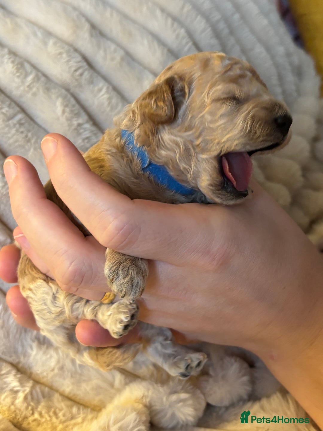 Maltipoo dogs for sale: 🌟Stunning Litter of Teddy🧸DNA tested Maltipoos  - Advert 8