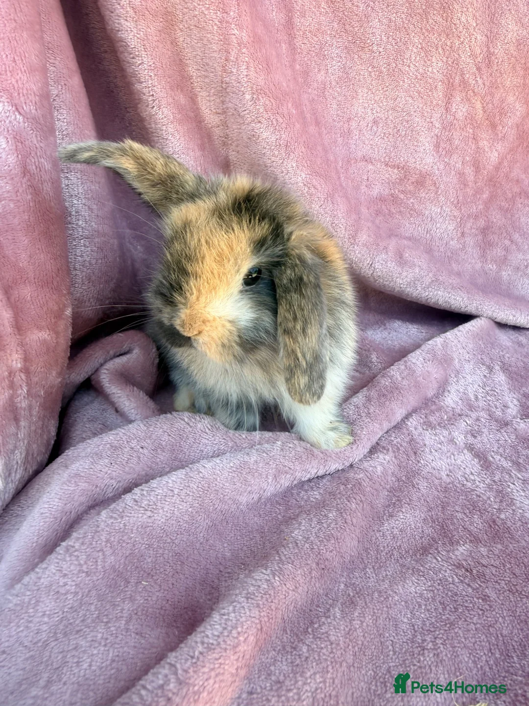 Mini Lop rabbits for sale: Pure Mini lops - Advert 1