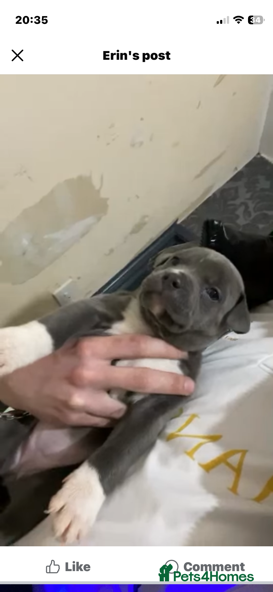 Mixed Breed dogs Female  - Advert 14