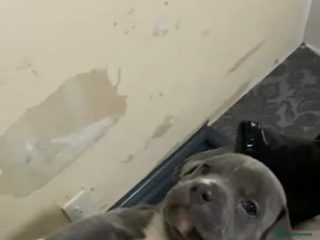 Mixed Breed dogs Female - Advert 2