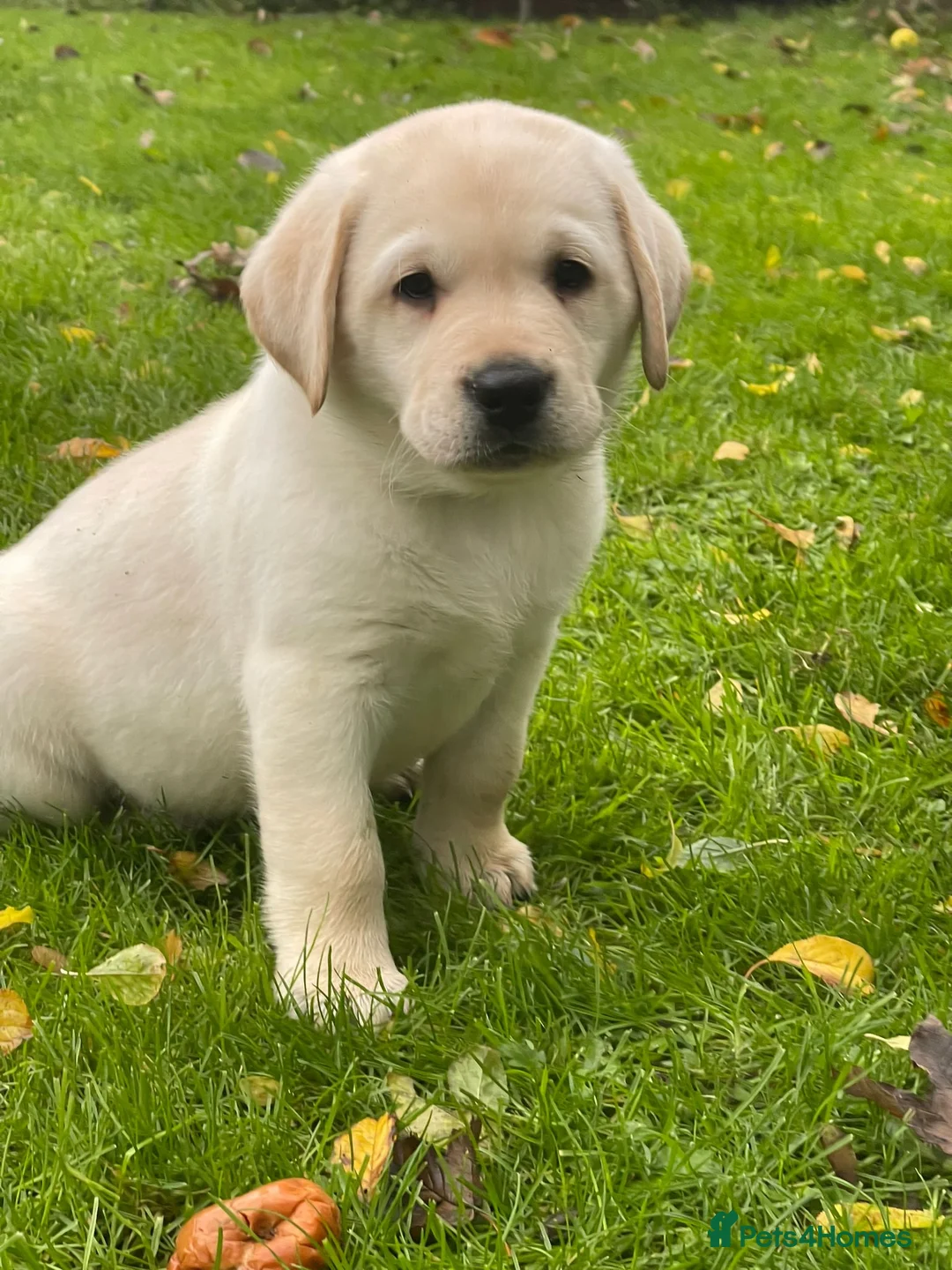 Labrador Retriever dogs for stud: Stunning Labrador, Champion Lines, Discounted Fee in Huddersfield - Advert 16