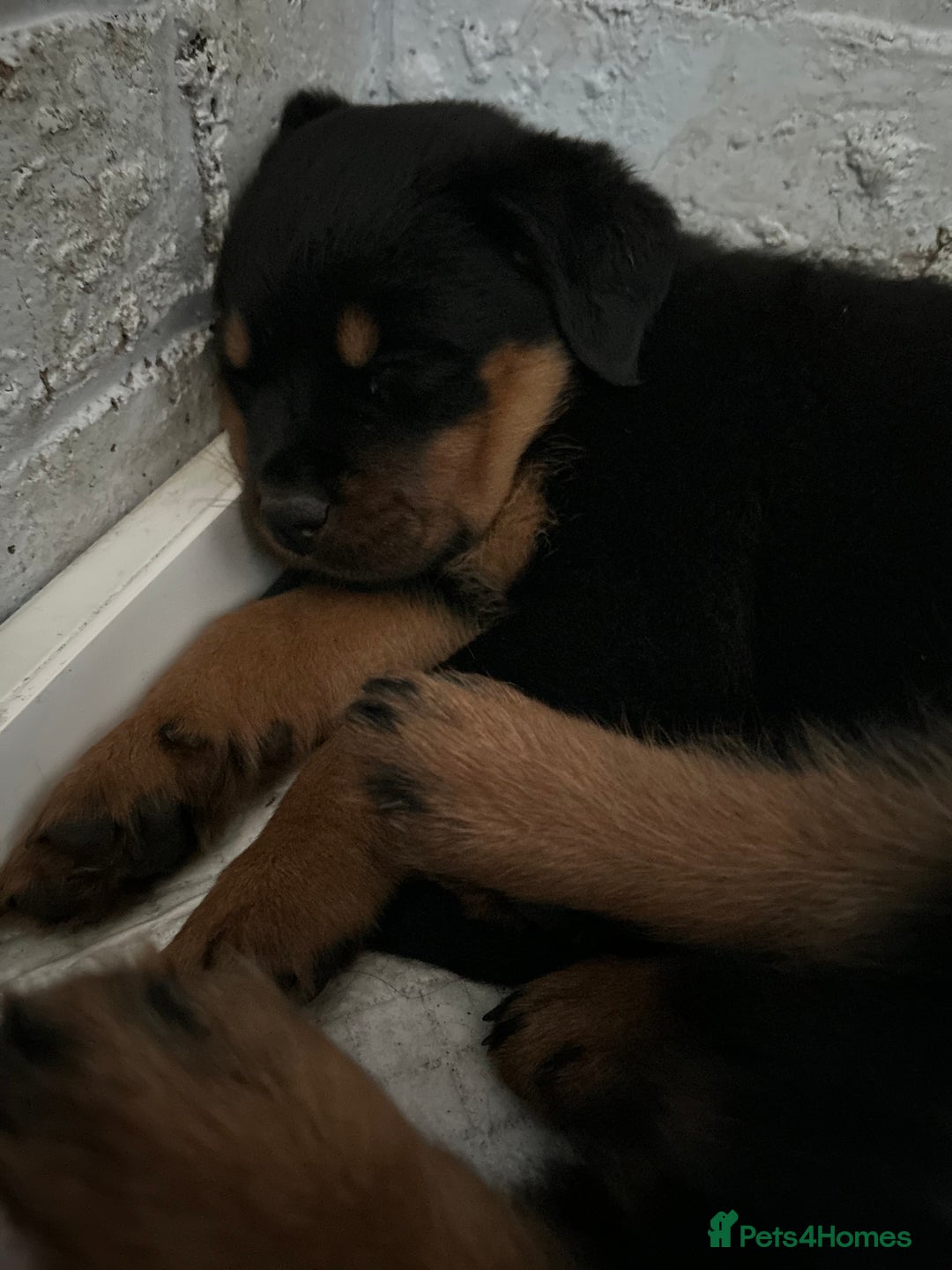 Rottweiler dogs for sale: *** Pedigree Rottweilers due 4th dec*** - Advert 12