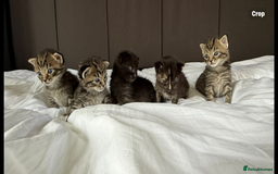 Mixed Breed cats for sale: Siberian x British Shorthair Kittens 💞 - Image 2