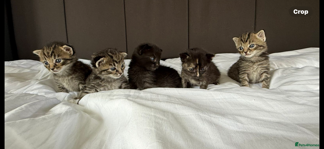 Mixed Breed cats for sale: Siberian x British Shorthair Kittens 💞 - Image 2