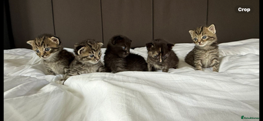 Mixed Breed cats - Advert 11