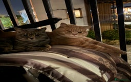 British Shorthair cats for sale: Beautiful BSH Cats Brother and Sister  - Image 1