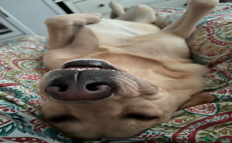 Labrador Retriever dogs - Advert 1